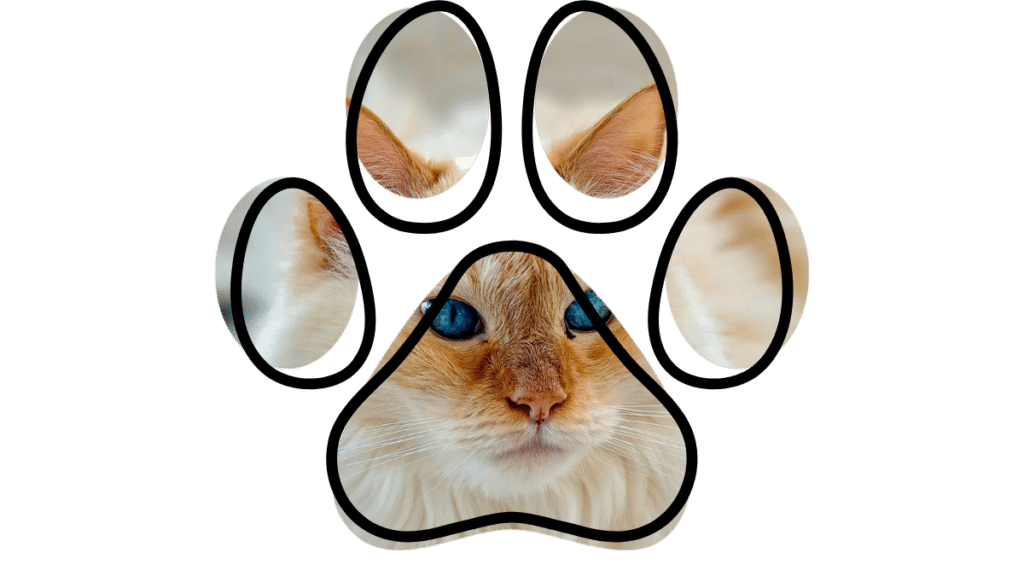 early detection vet near me The Colony