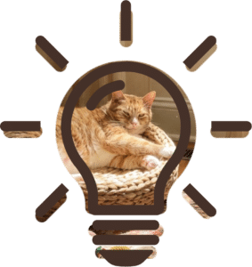 Senior Pet Care at home in The Colony, TX with grooming and comfort tips for senior dogs and cats