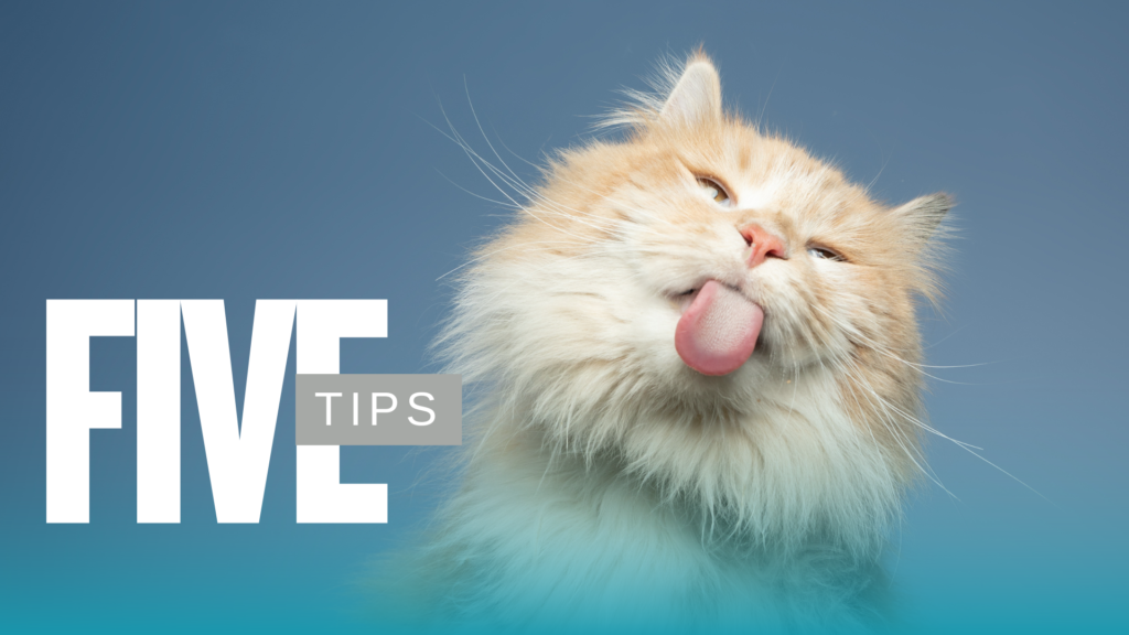 Senior Pet Care visit for a senior dog in The Colony, TX at The Colony Animal Clinic