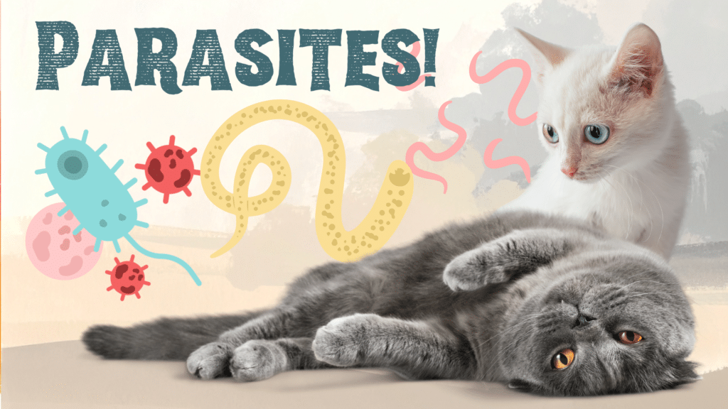 Flea and tick parasite prevention for Dogs and Cats at The Colony Animal Clinic in The Colony TX