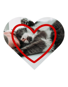 Preventive vet services in The Colony, TX at The Colony Animal Clinic for dogs and cats