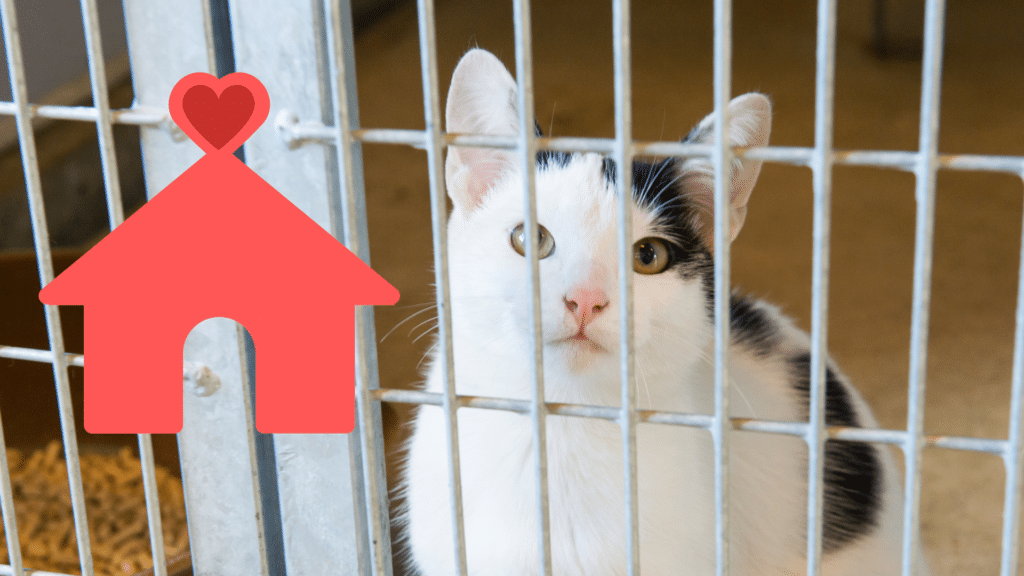 Shelter cat after adoption receiving veterinary care from The Colony Animal Clinic in The Colony, TX