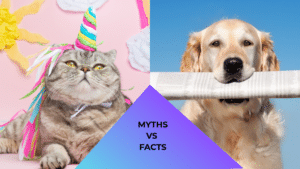 Cat dressed like a unicorn and dog holding a newspaper representing animal care myths vs facts in The Colony, TX