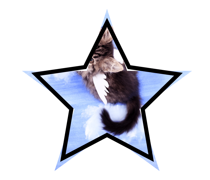 Winged cat illustrating the different sides of myths and facts about pet care in The Colony, TX
