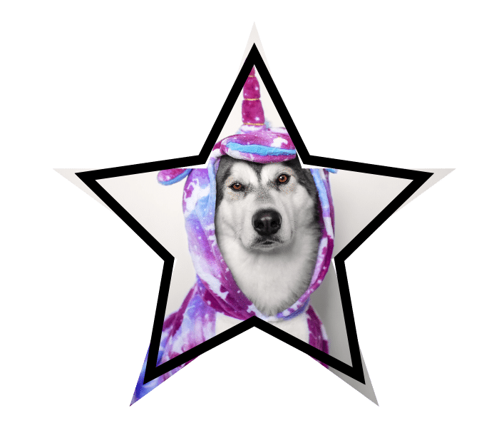 Dog wearing a unicorn costume, representing trusted animal care at The Colony Animal Clinic in The Colony, TX