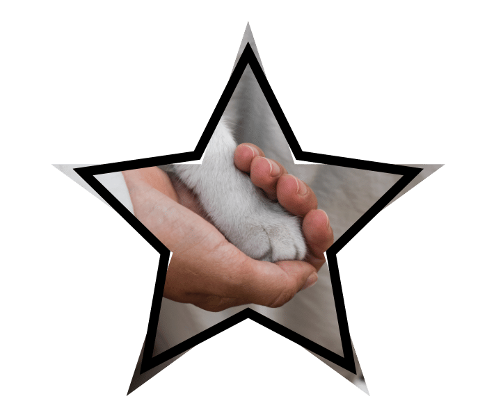 Person holding a cat's paw representing gentle animal care in The Colony, TX