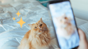 Taking pet photo of an orange cat in The Colony, TX