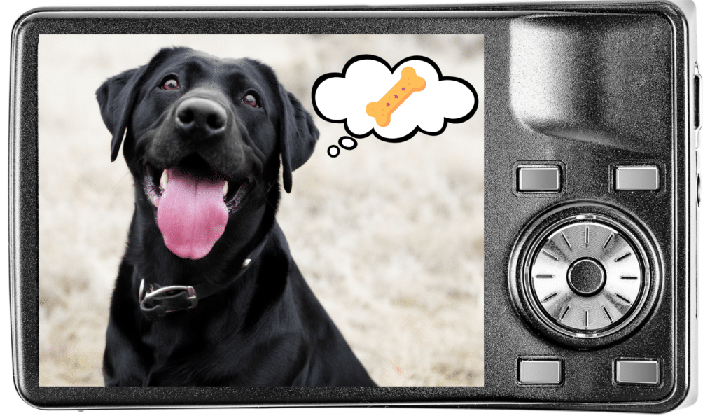 Taking pet photo with camera of a black dog thinking about treats in The Colony