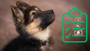 Puppy beside a new pet care checklist for food, veterinary care, and budgeting in The Colony, TX