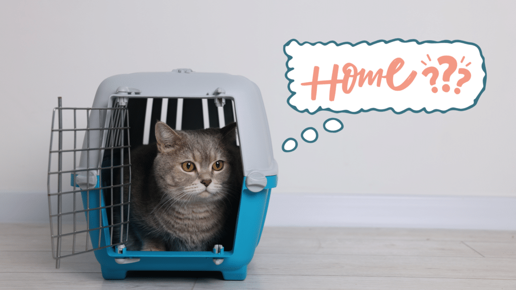 Cat sitting in a pet carrier while adjusting to a new home in The Colony, TX