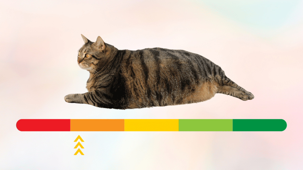 Overweight cat above a sliding red to green scale
