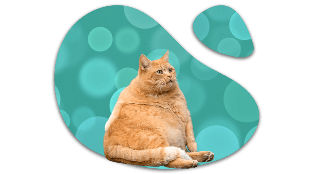 Overweight orange cat that needs weight guidance from The Colony Animal Clinic