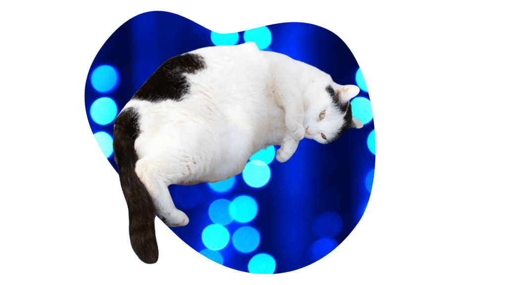 Overweight black and white cat in The Colony, TX